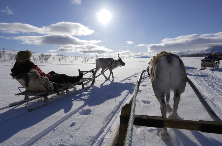 Reindeer sledding in Finland